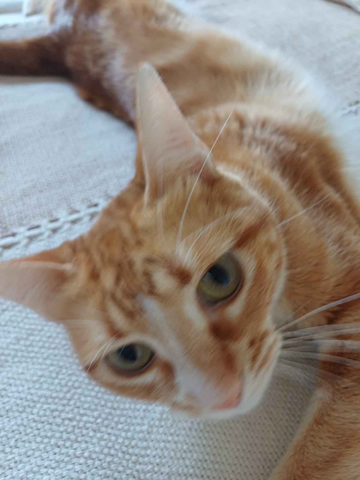 Gato siendo atendido en su hogar