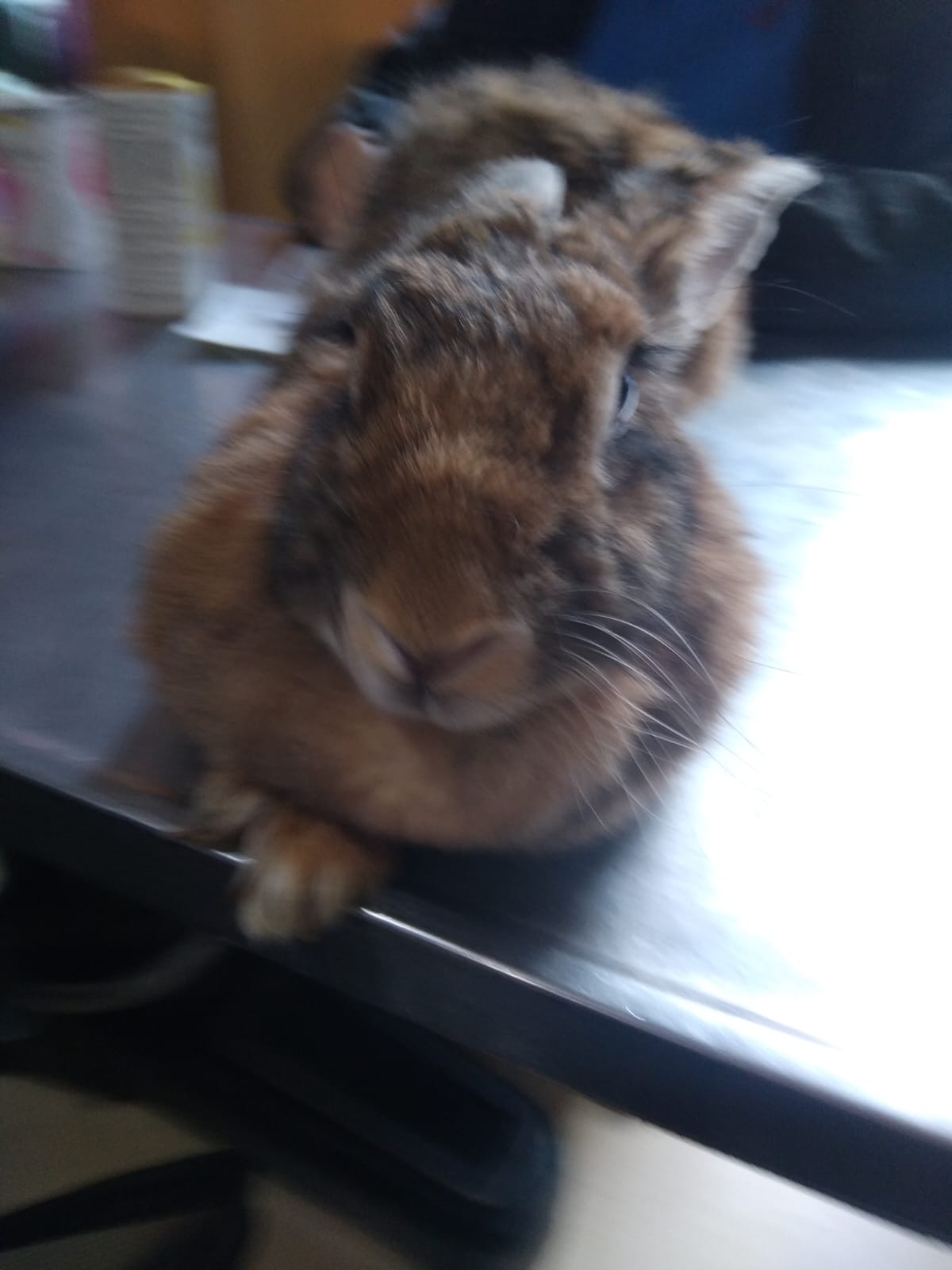 Conejo en consulta veterinaria